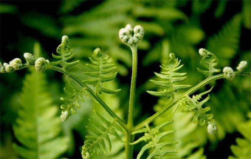 避暑好去處 壩上草原【孤石陽光山谷】(圖12)