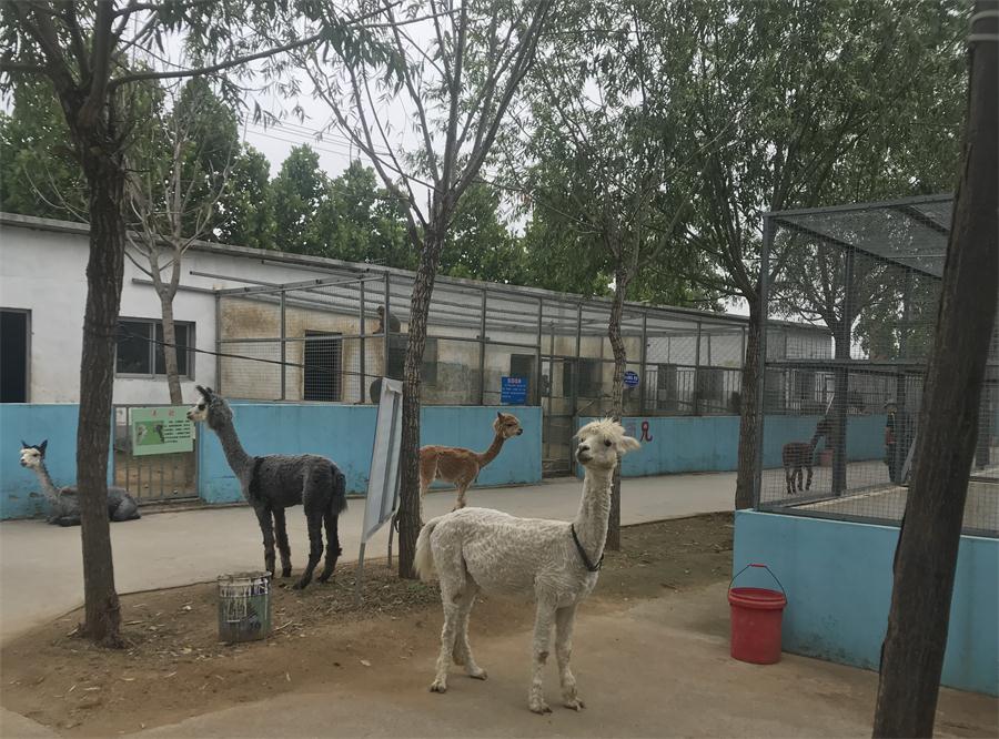 天鵝湖風景區(qū)（泰山）速覽！(圖4)