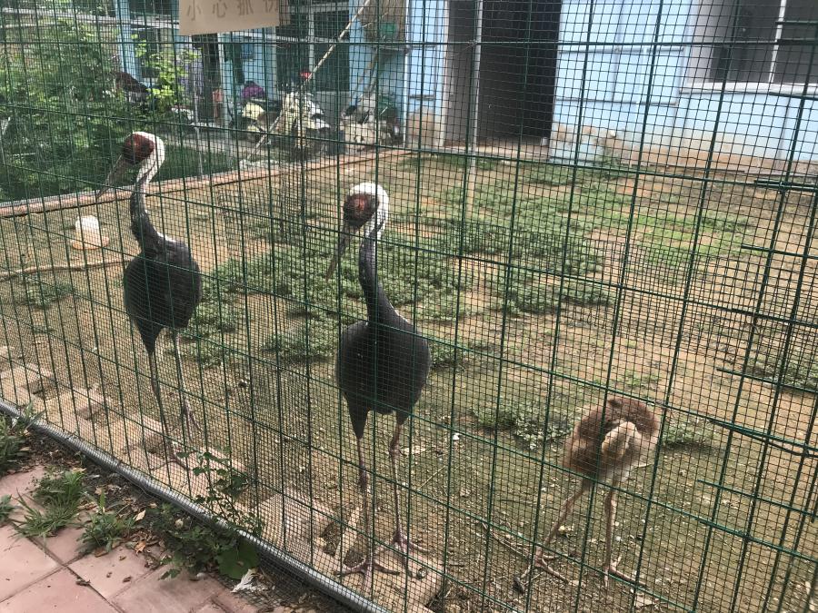 天鵝湖風景區(qū)（泰山）速覽！(圖6)