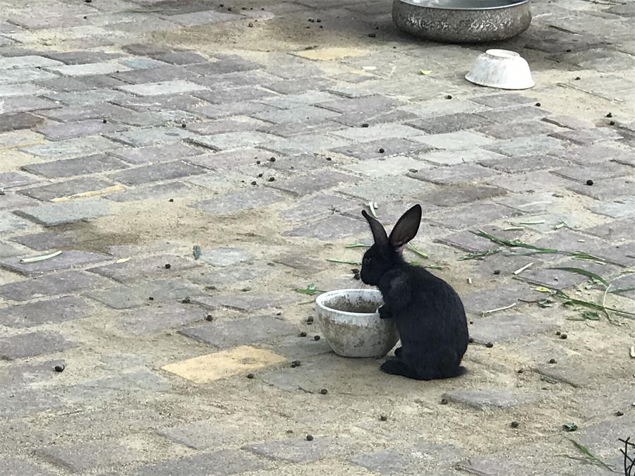 天鵝湖風景區(qū)（泰山）速覽！(圖7)