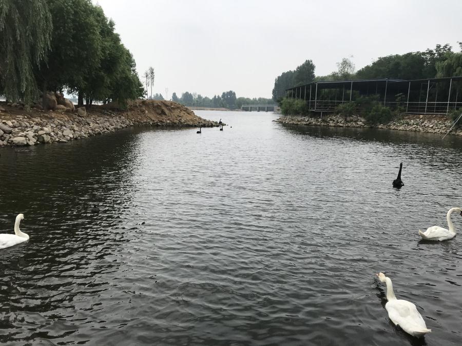 天鵝湖風景區(qū)（泰山）速覽！(圖14)