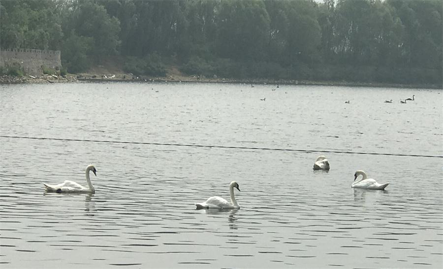 天鵝湖風景區(qū)（泰山）速覽！(圖18)