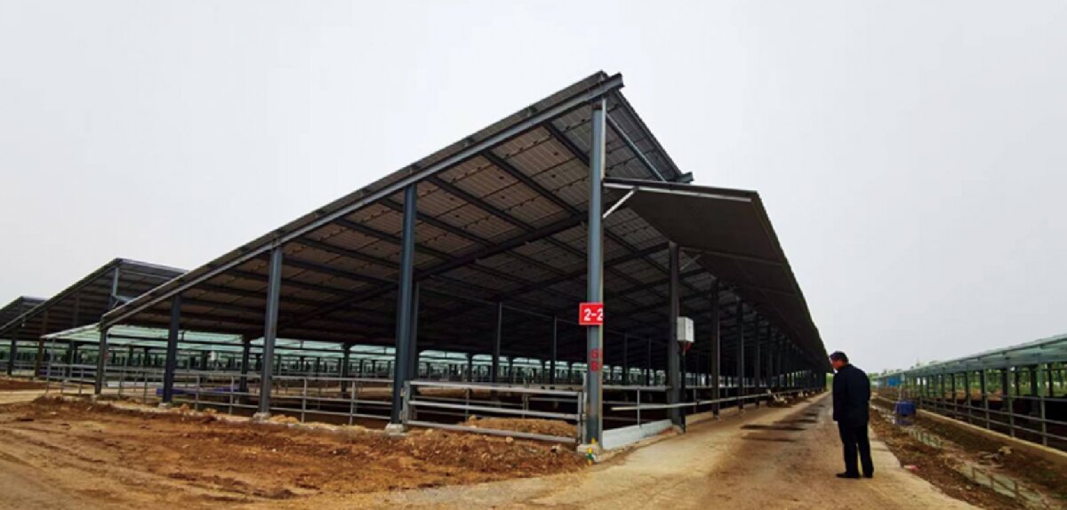 信橋鋼構：打卡蒙陰農業(yè)溫室大棚、青州黑牛養(yǎng)殖基地！(圖5)